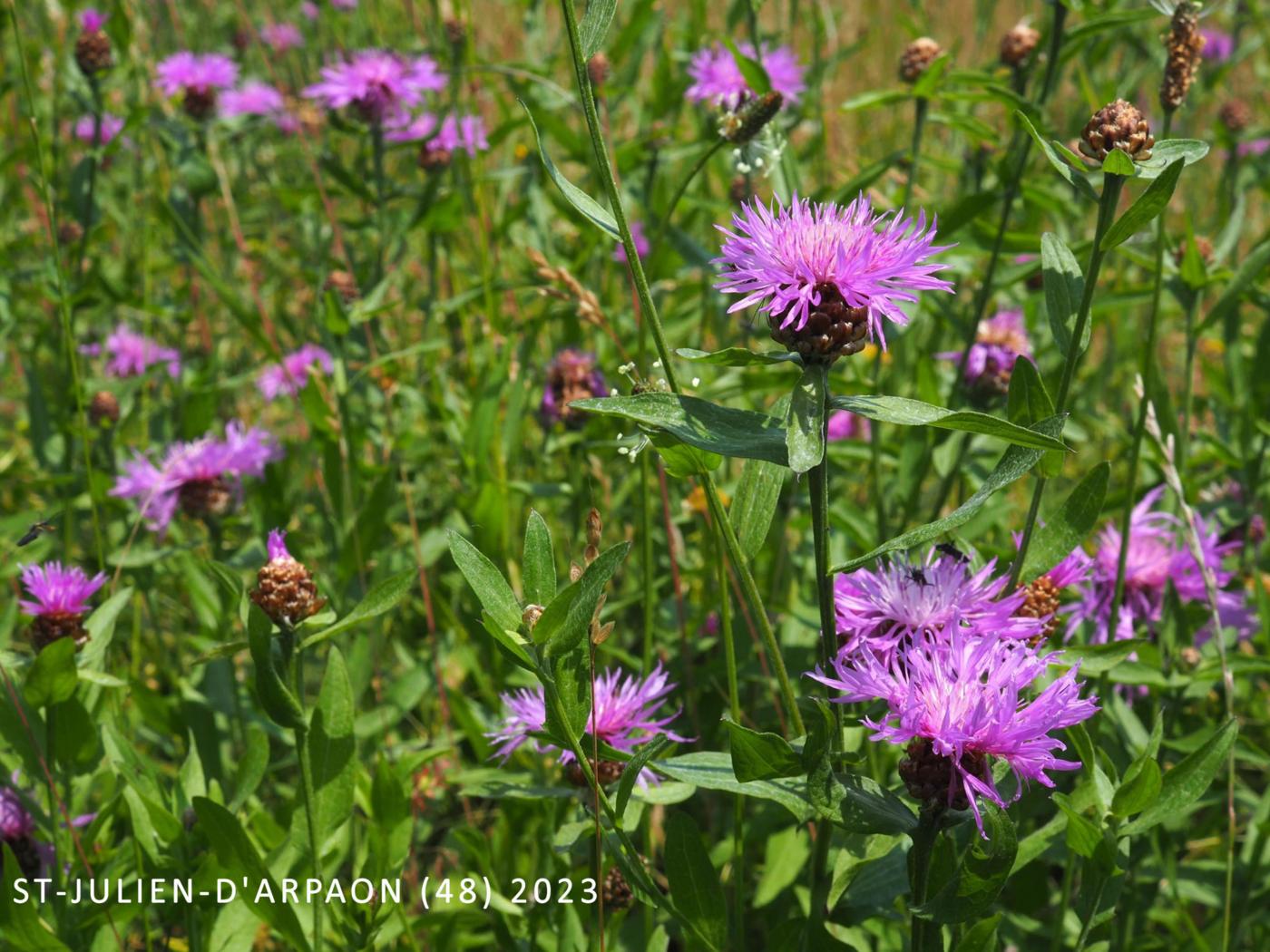 Knapweed, Brown-rayed plant